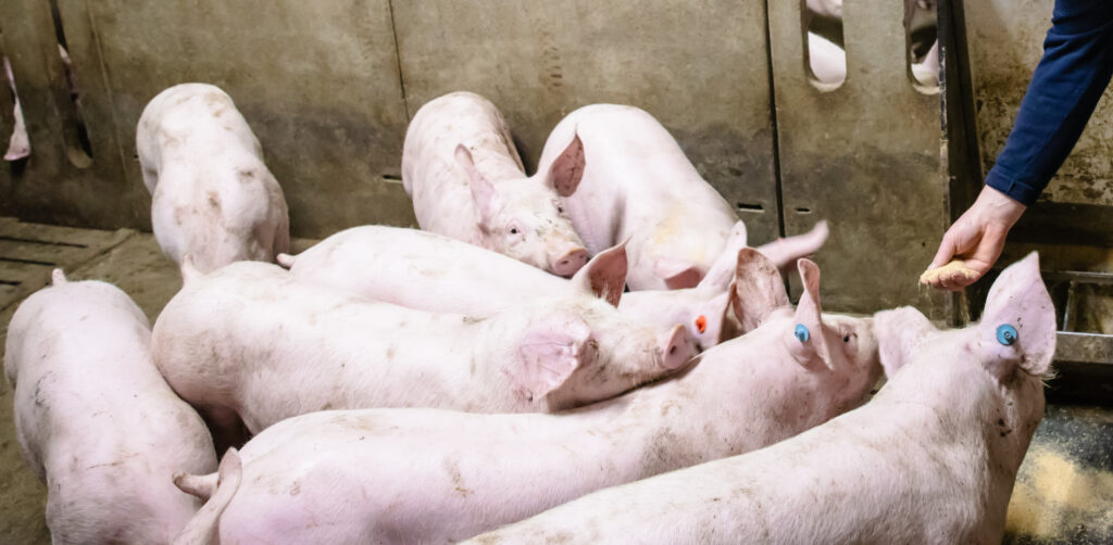 Foto varkens - varkenspest